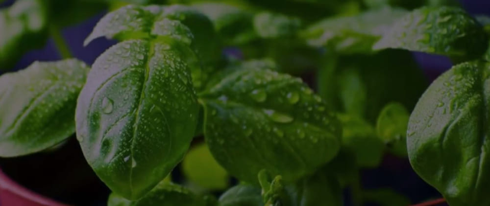 Basil - quearepas.com