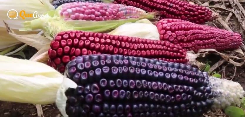 Purple Corn for Arepas de Maíz Morado - quearepas.com